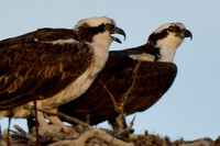 Ospreys