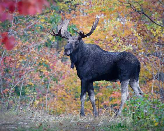 Bull Moose