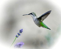 Hummingbirds