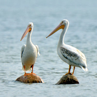 Pelicans on Lake Erie