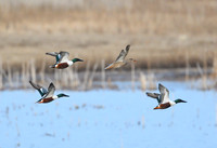 Ducks
