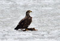 Bald Eagles