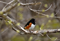 Small Birds