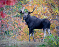 Moose