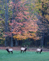 Elk