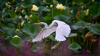 Brest Bay Photo Home