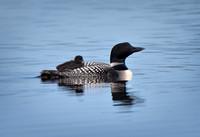 Brest Bay Photo Home