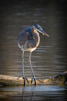 Herons & Egrets