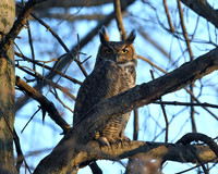 Owls & Snowy Owls