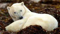 Polar Bears of Churchill