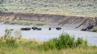 Yellowstone & Grand Teton in August